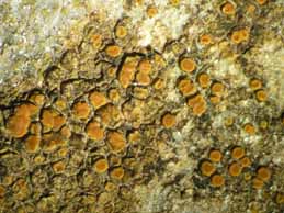 [Caloplaca polycarpa]