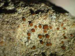 [Caloplaca marmorata]