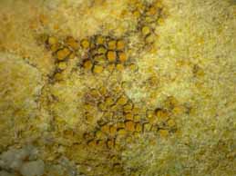 [Caloplaca polycarpa]