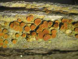 [Caloplaca alnetorum]