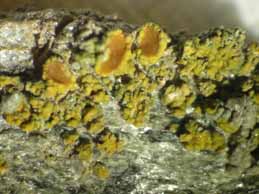 [Caloplaca britannica]