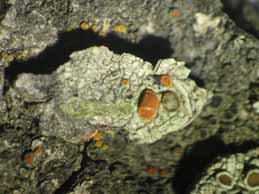 [Caloplaca ferruginea]