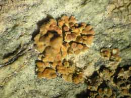 [Caloplaca saxicola]