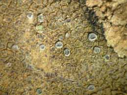 [Caloplaca variabilis]