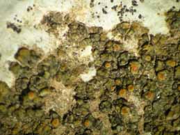 [Caloplaca polycarpa]