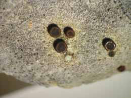 [Caloplaca cretensis]