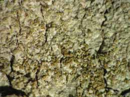 [Caloplaca herbidella]