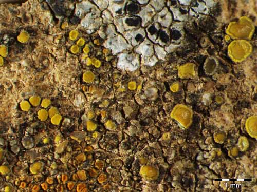 [Candelariella oleaginescens]