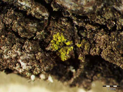 [Candelariella reflexa]