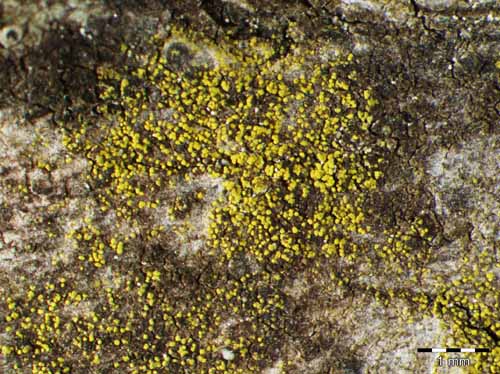 [Candelariella xanthostigma]