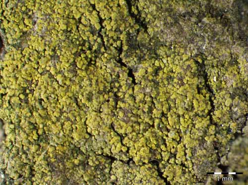 [Candelariella xanthostigma]