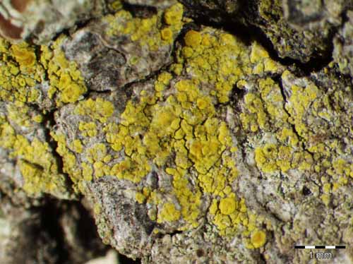 [Candelariella xanthostigma]