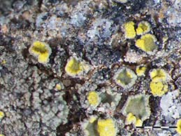 [Candelariella plumbea]