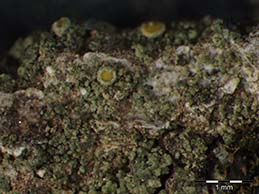 [Candelariella viae-lacteae]