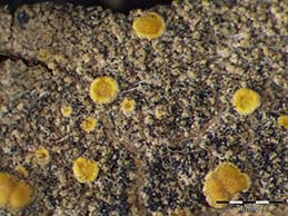 [Candelariella viae-lacteae]