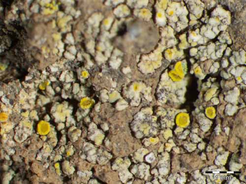 [Candelariella plumbea]