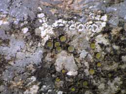 [Candelariella aurella]