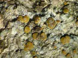 [Candelariella aurella]