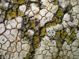 [Candelariella aurella]