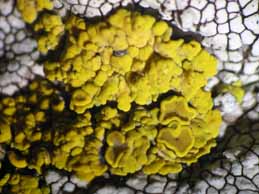 [Candelariella vitellina]