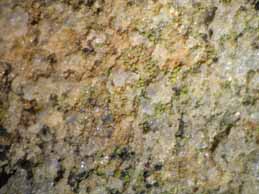 [Candelariella xanthostigma]