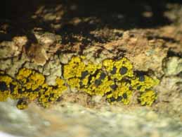 [Carbonea vitellinaria]