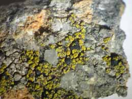 [Carbonea vitellinaria]