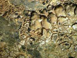 [Carbonea supersparsa]