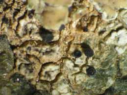 [Carbonea supersparsa]