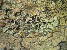 [Carbonea supersparsa]