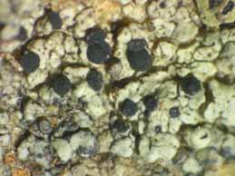 [Carbonea supersparsa]