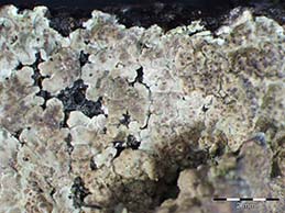 [Catapyrenium psoromoides]