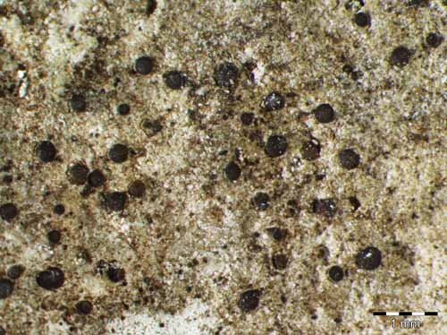 [Catillaria athallina]