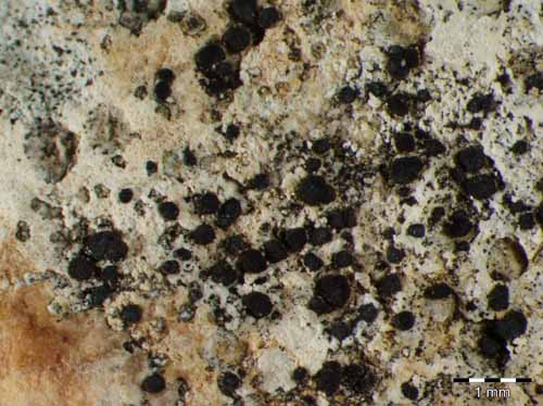 [Catillaria detractula]