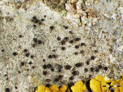 [Catillaria lenticularis]