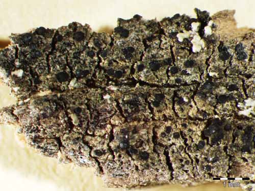 [Catillaria nigroclavata]