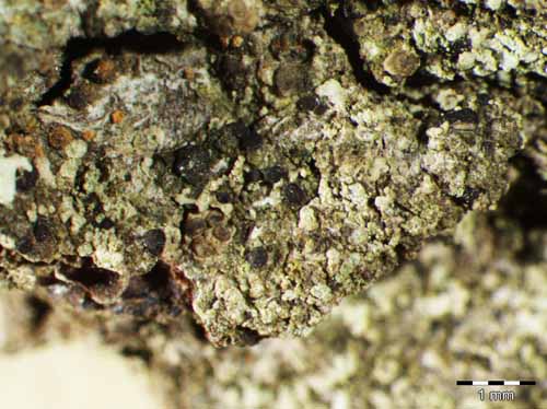 [Catillaria servitii]