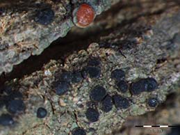 [Catillaria servitii]