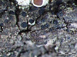 [Catillaria servitii]