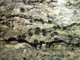 [Catillaria chalybeia]