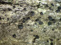 [Catillaria chalybeia]