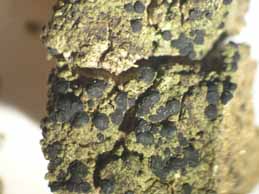 [Catillaria chalybeia]