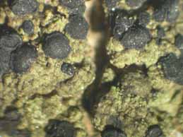 [Catillaria chalybeia]