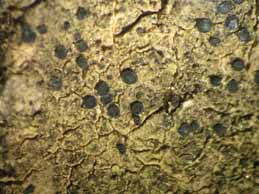 [Catillaria chalybeia chloropoliza]