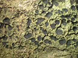 [Catillaria chalybeia]