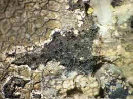 [Catillaria atomarioides]