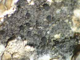 [Catillaria atomarioides]