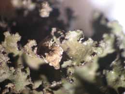 [Cetraria chlorophylla]