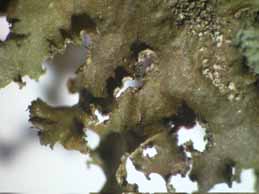 [Cetraria chlorophylla]