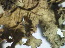 [Cetraria chlorophylla]